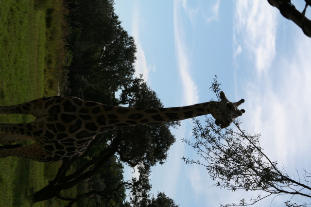 2009/10(October)/Disney-Cruise/170CANON/640x480_IMG_7065.JPG