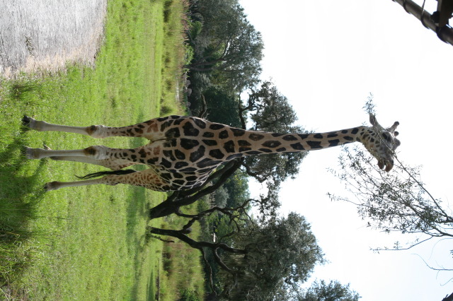 2009/10(October)/Disney-Cruise/170CANON/640x480_IMG_7067.JPG