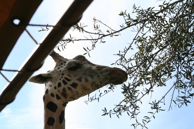 2009/10(October)/Disney-Cruise/170CANON/640x480_IMG_7073.JPG