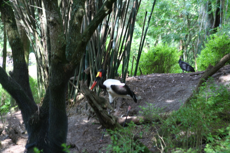2009/10(October)/Disney-Cruise/170CANON/800x600_IMG_7015.JPG