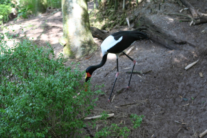 2009/10(October)/Disney-Cruise/170CANON/800x600_IMG_7017.JPG