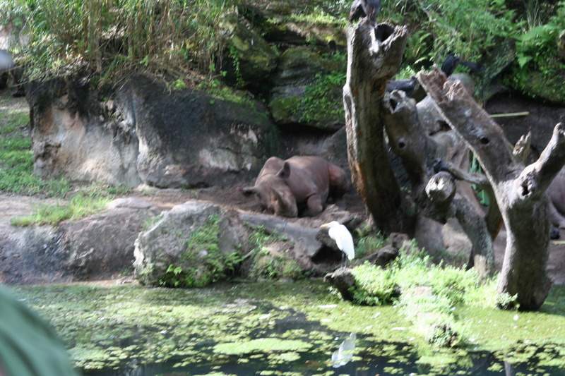 2009/10(October)/Disney-Cruise/170CANON/800x600_IMG_7020.JPG