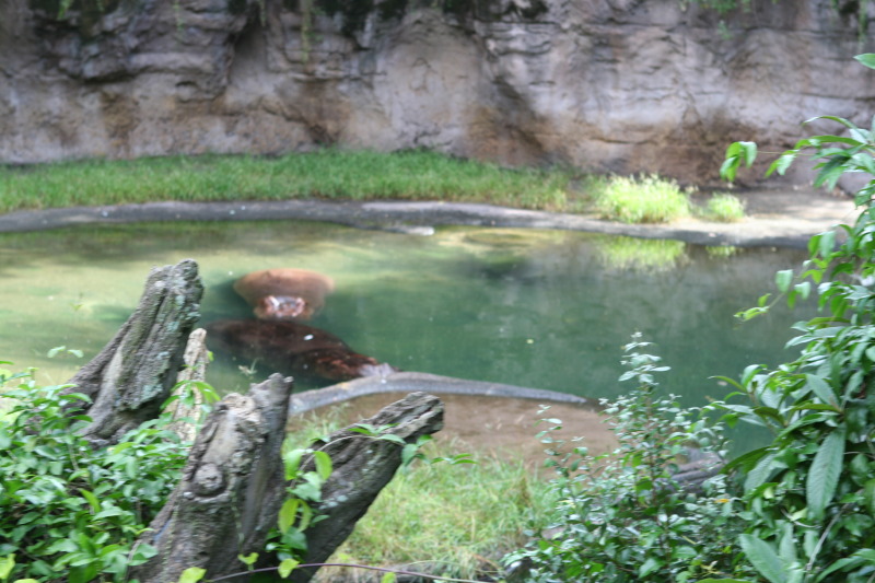 2009/10(October)/Disney-Cruise/170CANON/800x600_IMG_7022.JPG