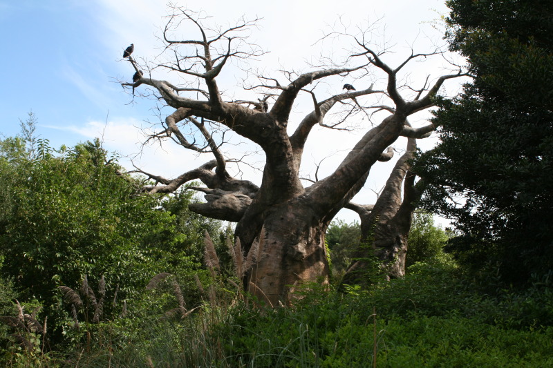 2009/10(October)/Disney-Cruise/170CANON/800x600_IMG_7037.JPG