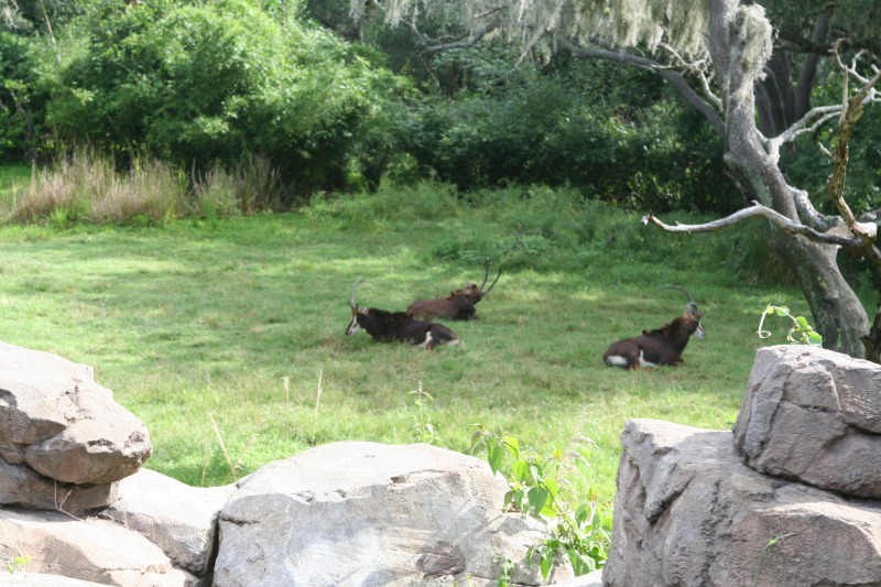 2009/10(October)/Disney-Cruise/170CANON/800x600_IMG_7042.JPG