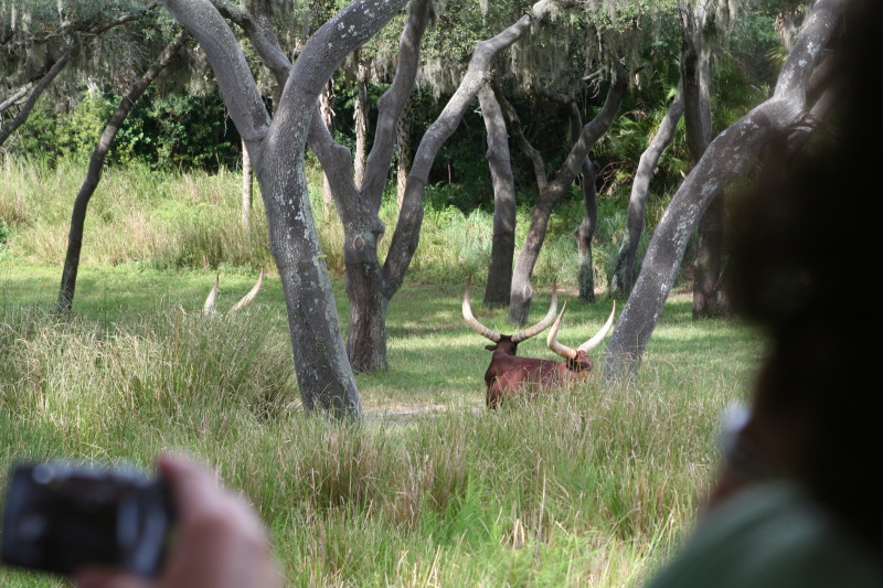 2009/10(October)/Disney-Cruise/170CANON/800x600_IMG_7049.JPG