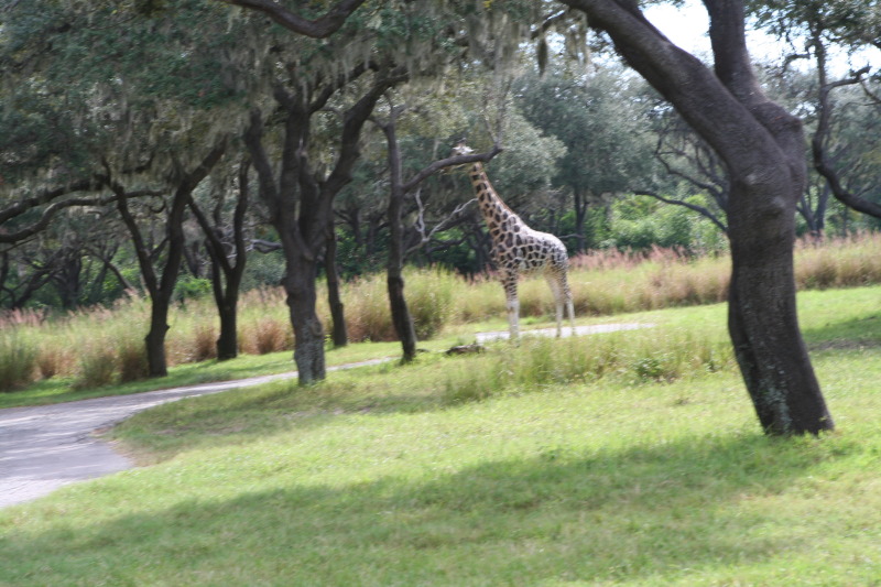 2009/10(October)/Disney-Cruise/170CANON/800x600_IMG_7055.JPG