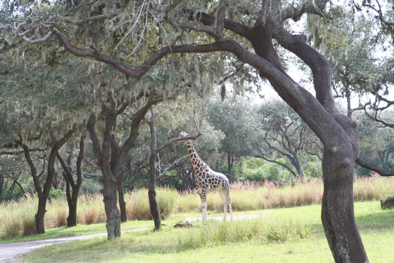 2009/10(October)/Disney-Cruise/170CANON/800x600_IMG_7056.JPG