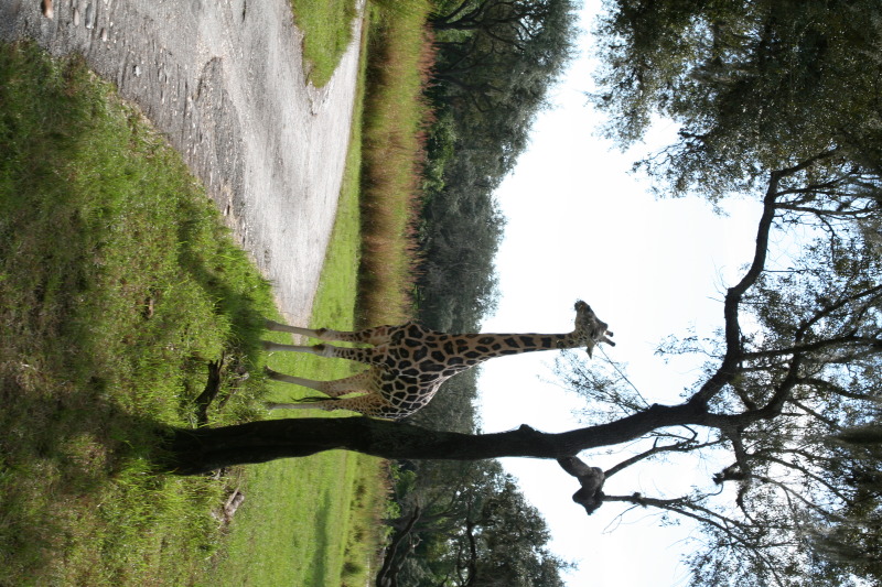2009/10(October)/Disney-Cruise/170CANON/800x600_IMG_7058.JPG