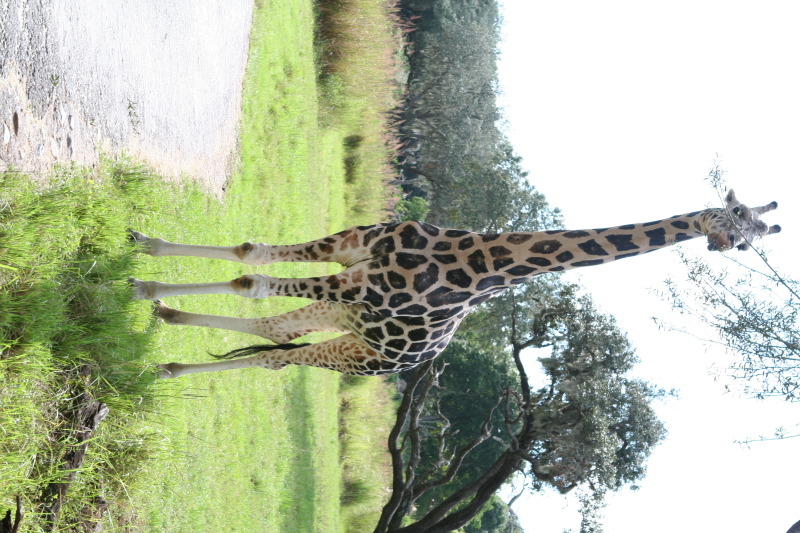 2009/10(October)/Disney-Cruise/170CANON/800x600_IMG_7061.JPG