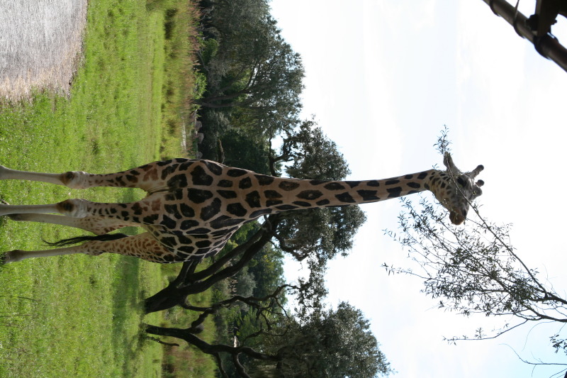 2009/10(October)/Disney-Cruise/170CANON/800x600_IMG_7066.JPG