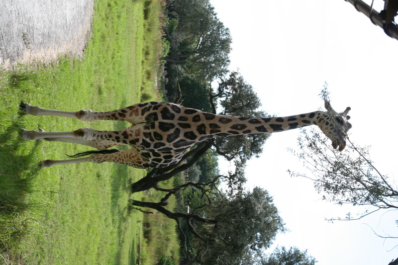 2009/10(October)/Disney-Cruise/170CANON/800x600_IMG_7067.JPG