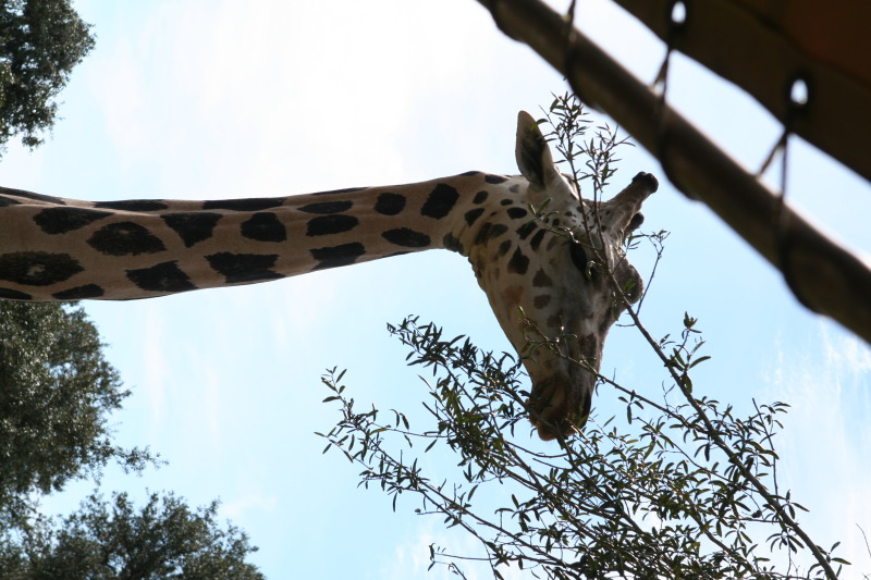 2009/10(October)/Disney-Cruise/170CANON/800x600_IMG_7070.JPG
