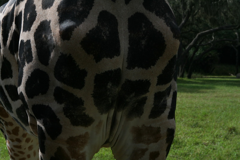 2009/10(October)/Disney-Cruise/170CANON/800x600_IMG_7074.JPG