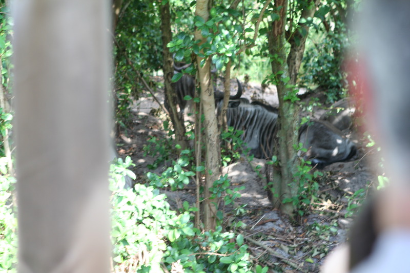 2009/10(October)/Disney-Cruise/170CANON/800x600_IMG_7078.JPG