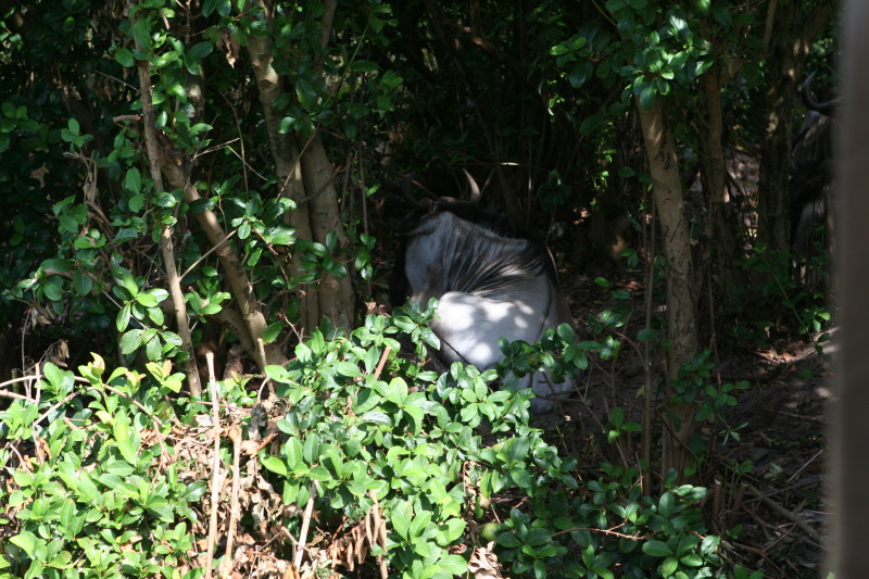 2009/10(October)/Disney-Cruise/170CANON/800x600_IMG_7079.JPG