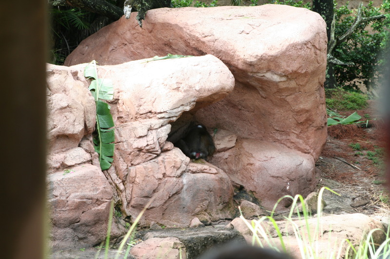 2009/10(October)/Disney-Cruise/170CANON/800x600_IMG_7087.JPG