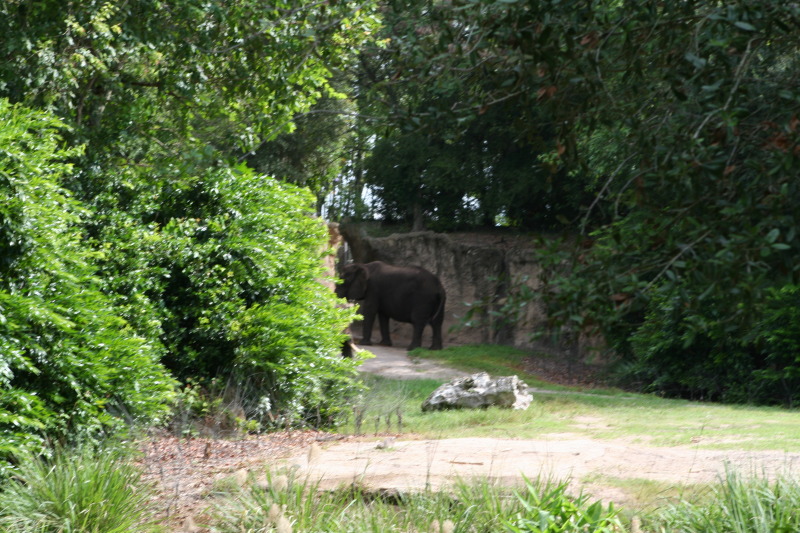 2009/10(October)/Disney-Cruise/170CANON/800x600_IMG_7094.JPG