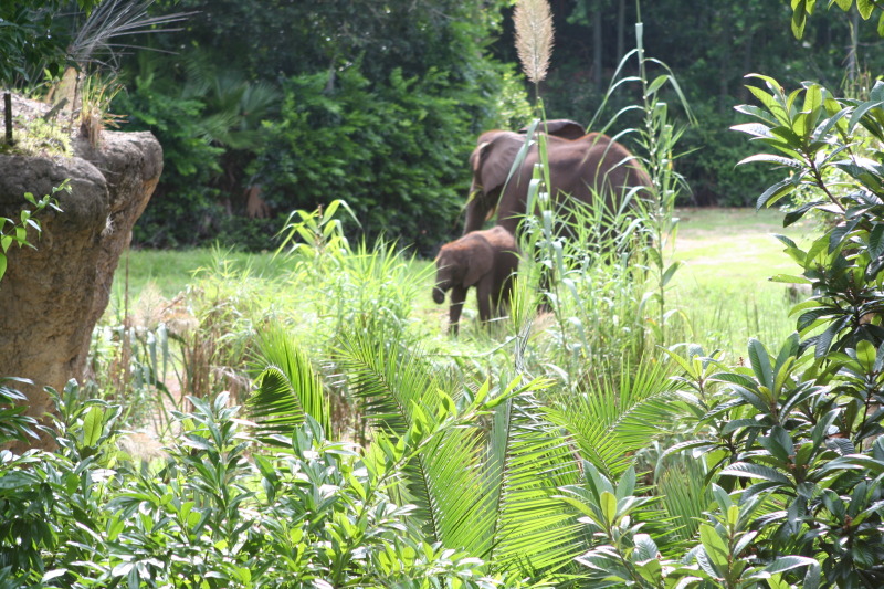 2009/10(October)/Disney-Cruise/170CANON/800x600_IMG_7098.JPG
