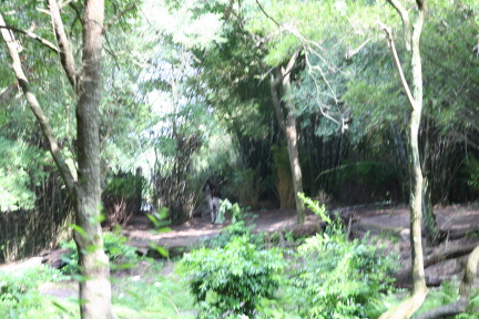 IMG_7011.JPG