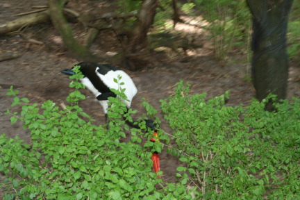 IMG_7018.JPG