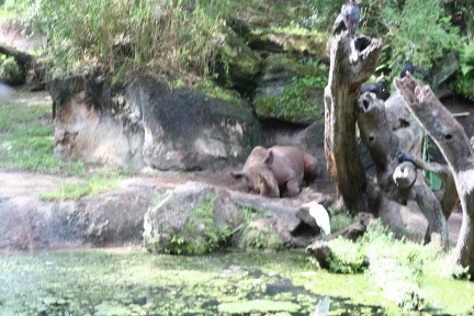 IMG_7019.JPG