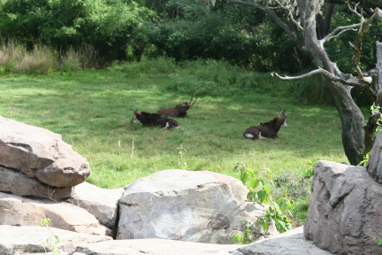IMG_7043.JPG