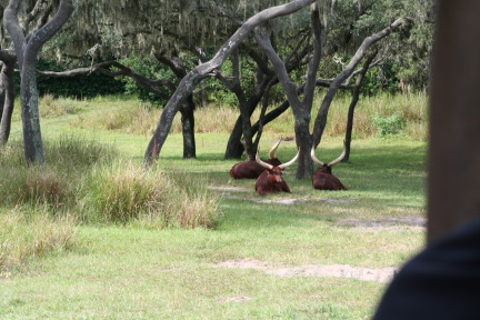 IMG_7051.JPG