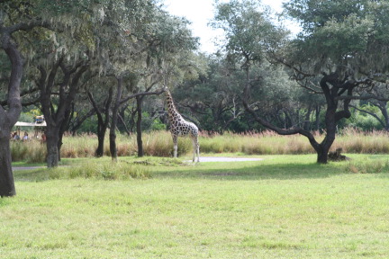IMG_7053.JPG