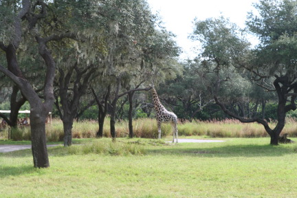 IMG_7054.JPG