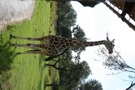 IMG_7068.JPG
