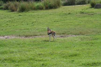 IMG_7085.JPG