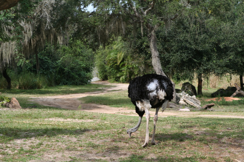 2009/10(October)/Disney-Cruise/171CANON/1024x768_IMG_7156.JPG