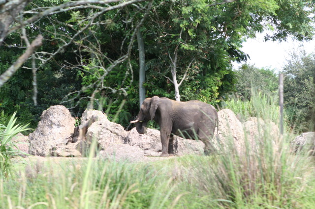 2009/10(October)/Disney-Cruise/171CANON/640x480_IMG_7117.JPG