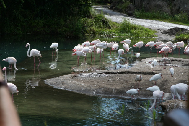 2009/10(October)/Disney-Cruise/171CANON/640x480_IMG_7125.JPG