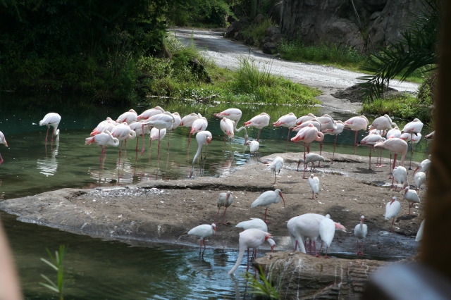 2009/10(October)/Disney-Cruise/171CANON/640x480_IMG_7126.JPG