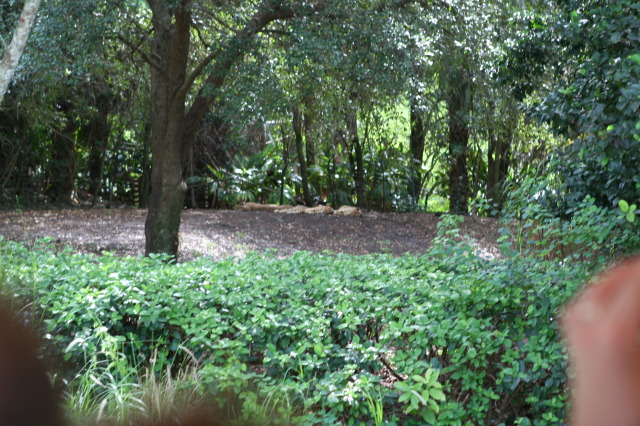 2009/10(October)/Disney-Cruise/171CANON/640x480_IMG_7145.JPG