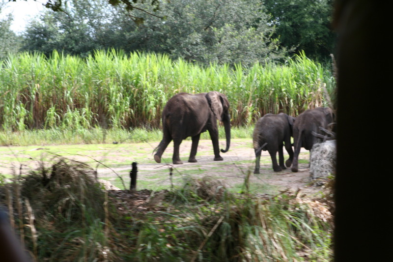 2009/10(October)/Disney-Cruise/171CANON/800x600_IMG_7108.JPG