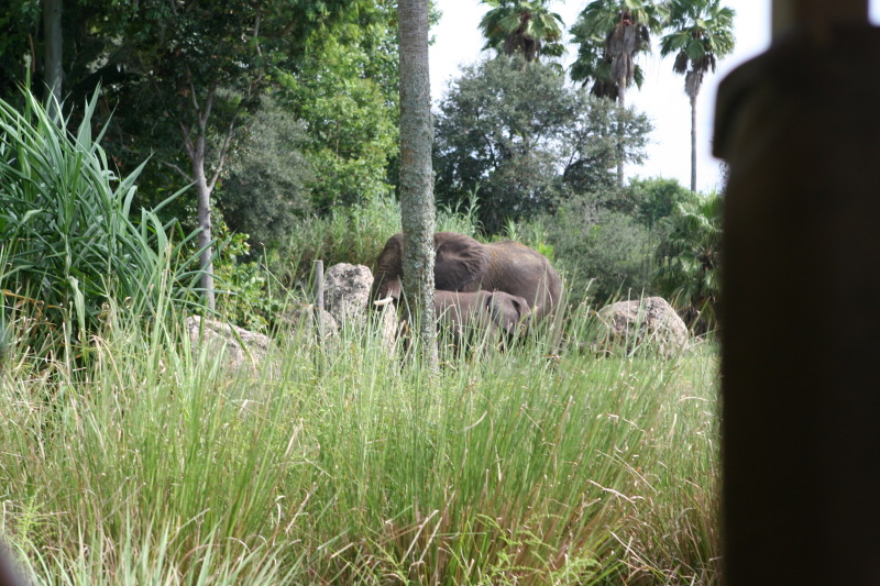 2009/10(October)/Disney-Cruise/171CANON/800x600_IMG_7111.JPG