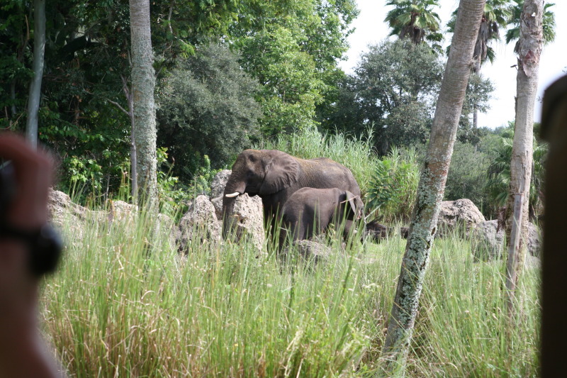 2009/10(October)/Disney-Cruise/171CANON/800x600_IMG_7112.JPG