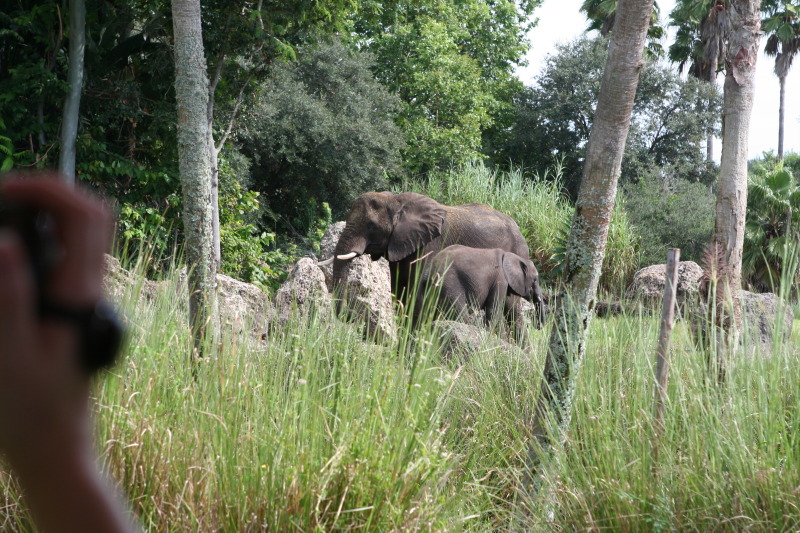 2009/10(October)/Disney-Cruise/171CANON/800x600_IMG_7113.JPG