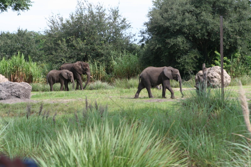 2009/10(October)/Disney-Cruise/171CANON/800x600_IMG_7118.JPG