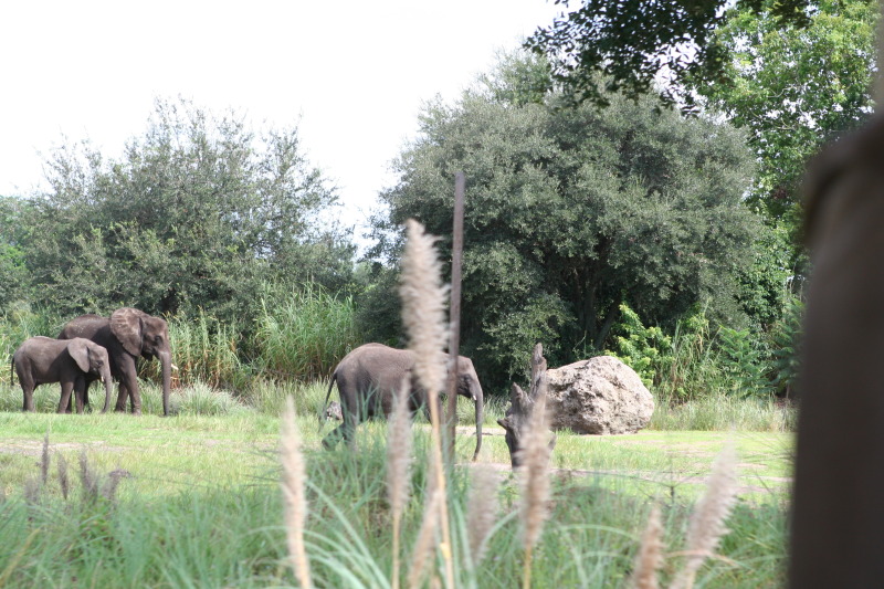 2009/10(October)/Disney-Cruise/171CANON/800x600_IMG_7119.JPG
