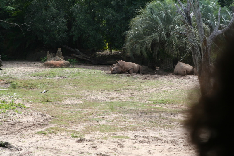 2009/10(October)/Disney-Cruise/171CANON/800x600_IMG_7134.JPG