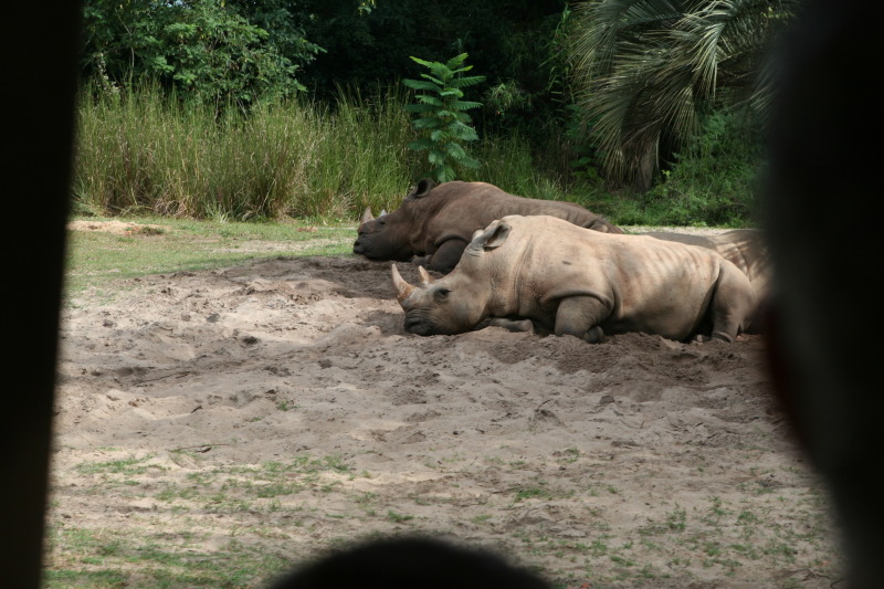 2009/10(October)/Disney-Cruise/171CANON/800x600_IMG_7139.JPG