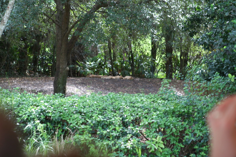 2009/10(October)/Disney-Cruise/171CANON/800x600_IMG_7145.JPG