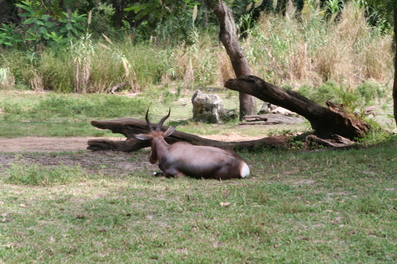2009/10(October)/Disney-Cruise/171CANON/800x600_IMG_7160.JPG