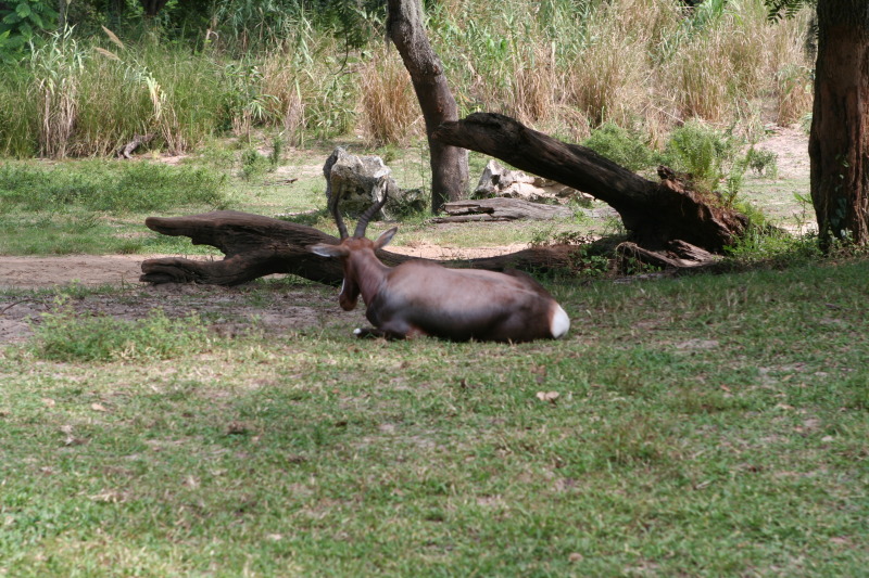 2009/10(October)/Disney-Cruise/171CANON/800x600_IMG_7161.JPG