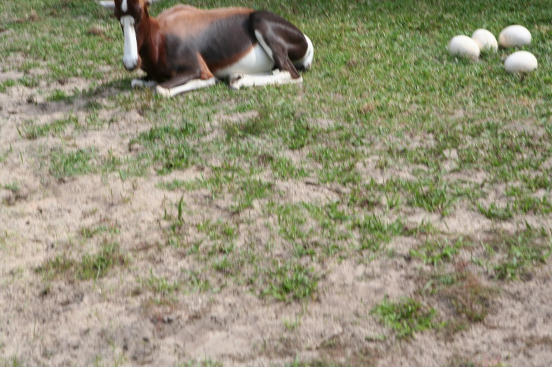 2009/10(October)/Disney-Cruise/171CANON/800x600_IMG_7162.JPG