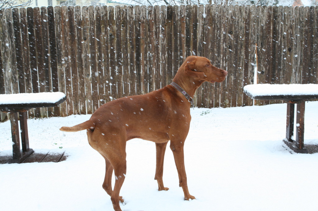 2010/02(February)/Bevo-in-Snow/2010-02-23-Bevo-Snow-01.JPG